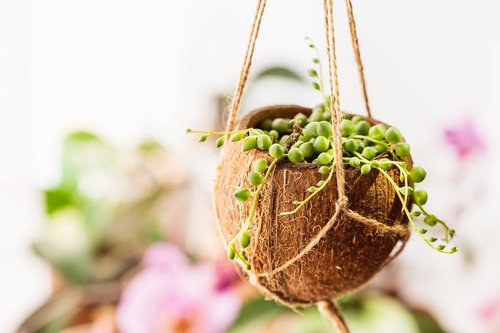 DIY Coconut that has been repurposed into a hanging planter