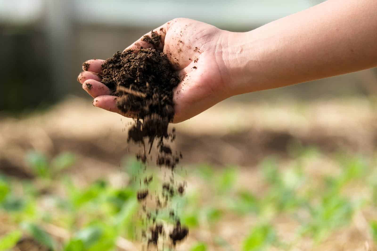 Checking soil health for gardening