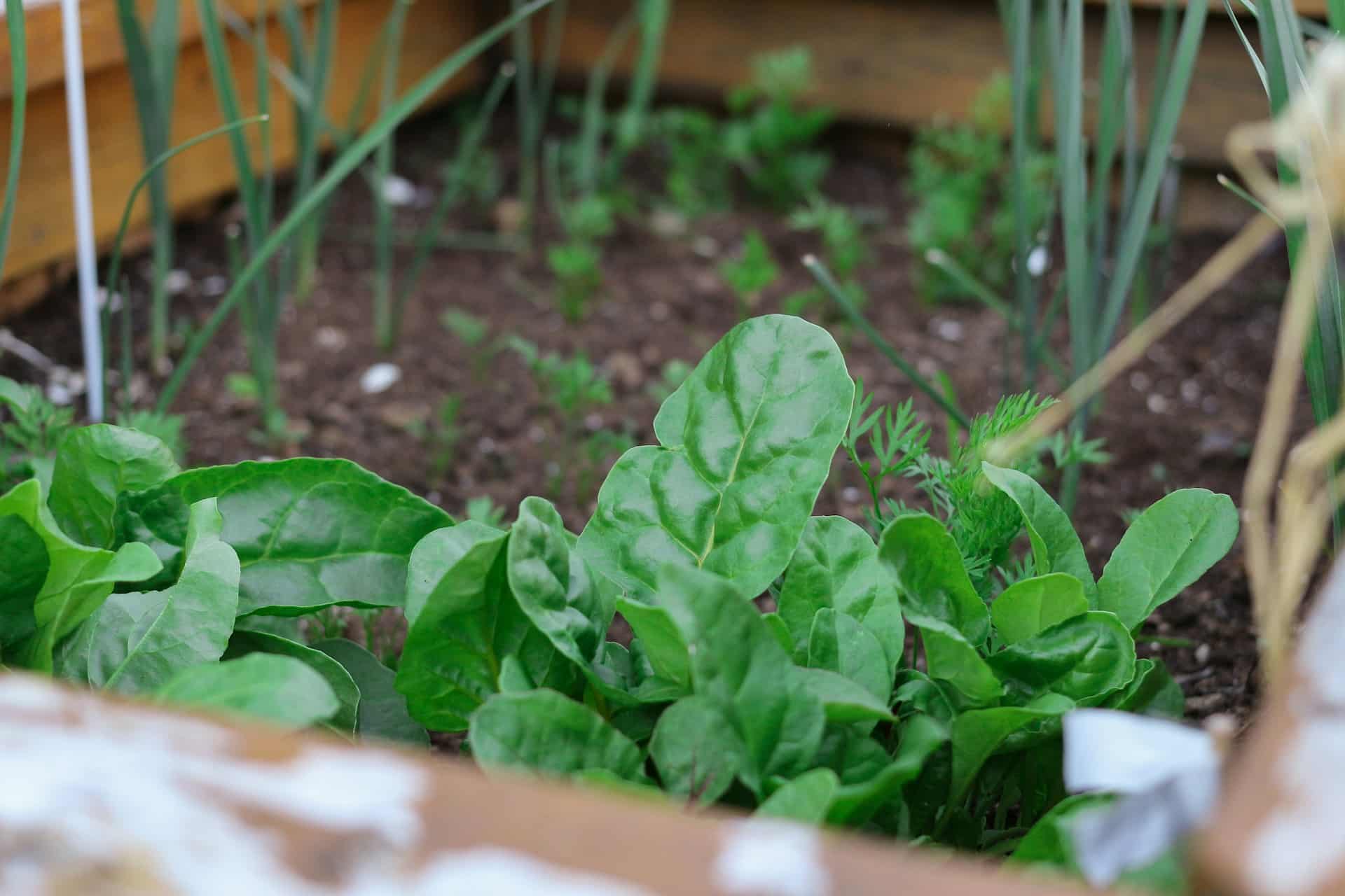 Home vegetable garden in the backyard