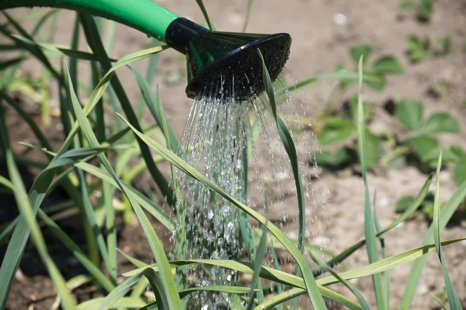 Watering can pours water over sprouting garlic leaves