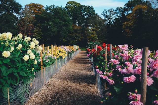 Dahlia beds full of plants as a result of dahlia propagation