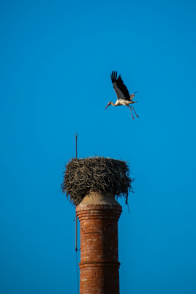 Birds nest within a chimney