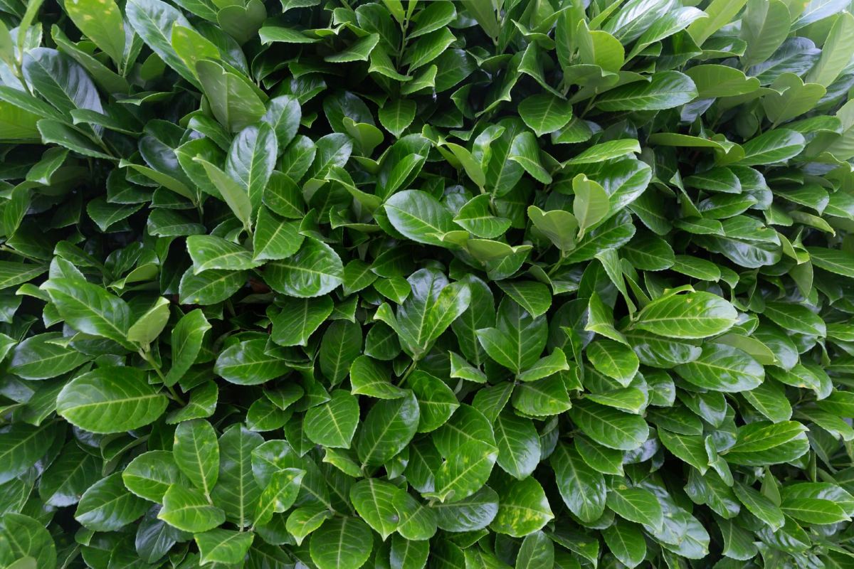 green photinia leaves in a hedge