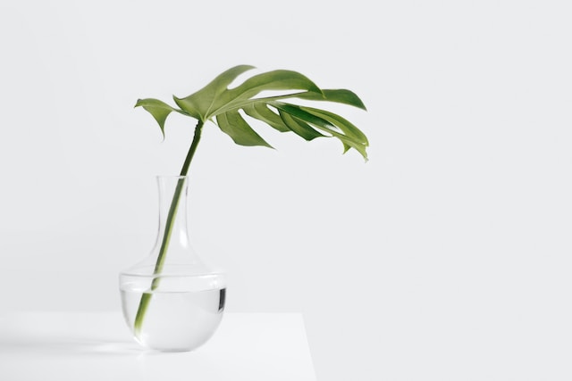 indoor plant propagation one leaf in a glass of water