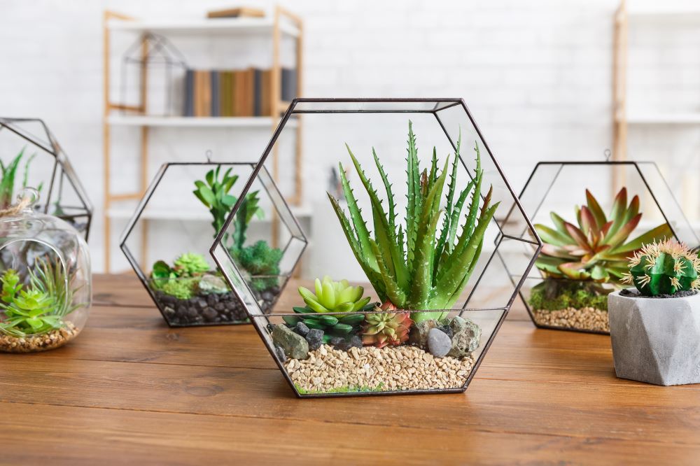 succulent house plants in glass hexagonal jars